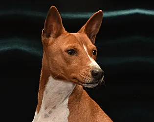 Junior